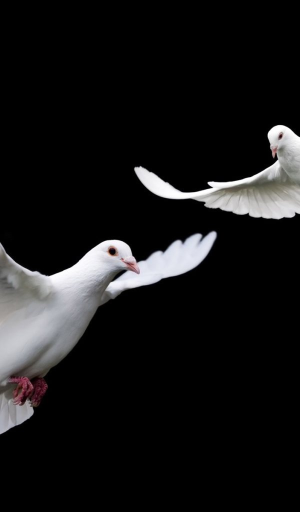 Белые голубки