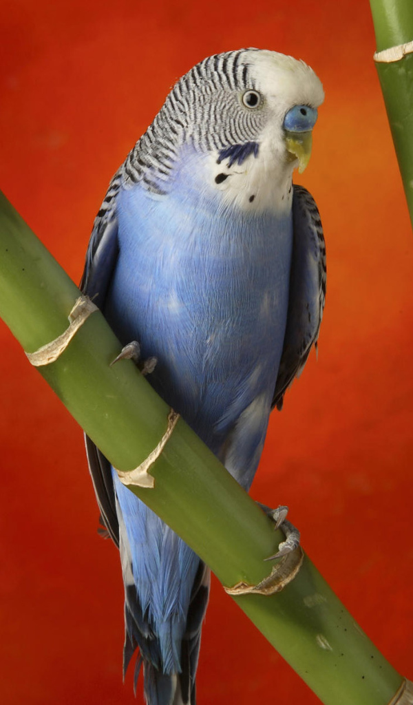 Красивый голубой попугай