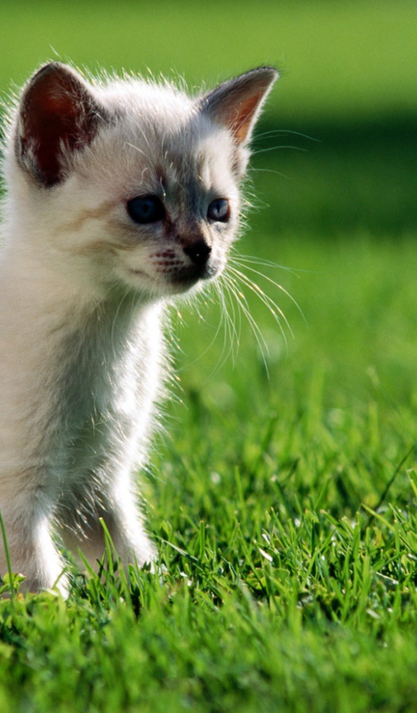 Маленький котенок