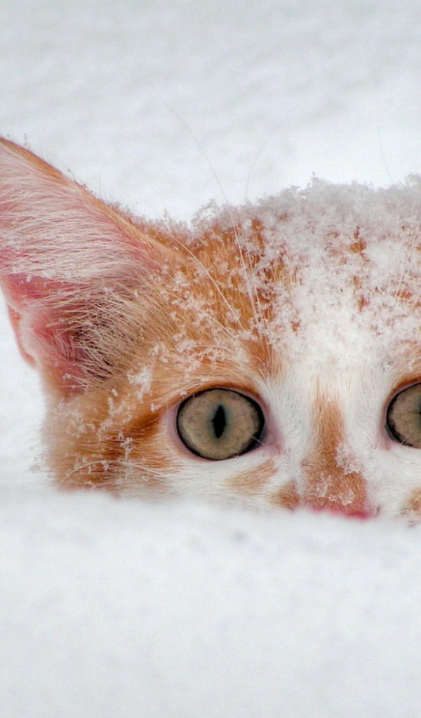 Усатый подснежник