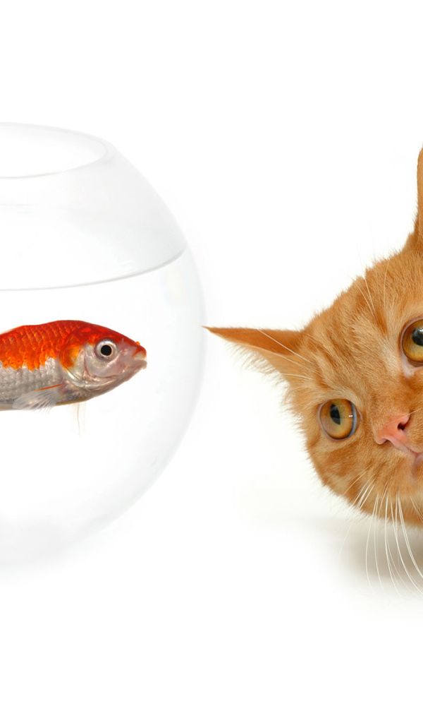 кот наблюдатель