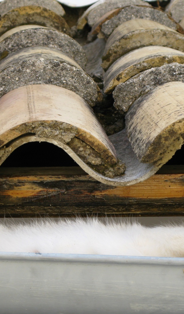 Кот на крыше