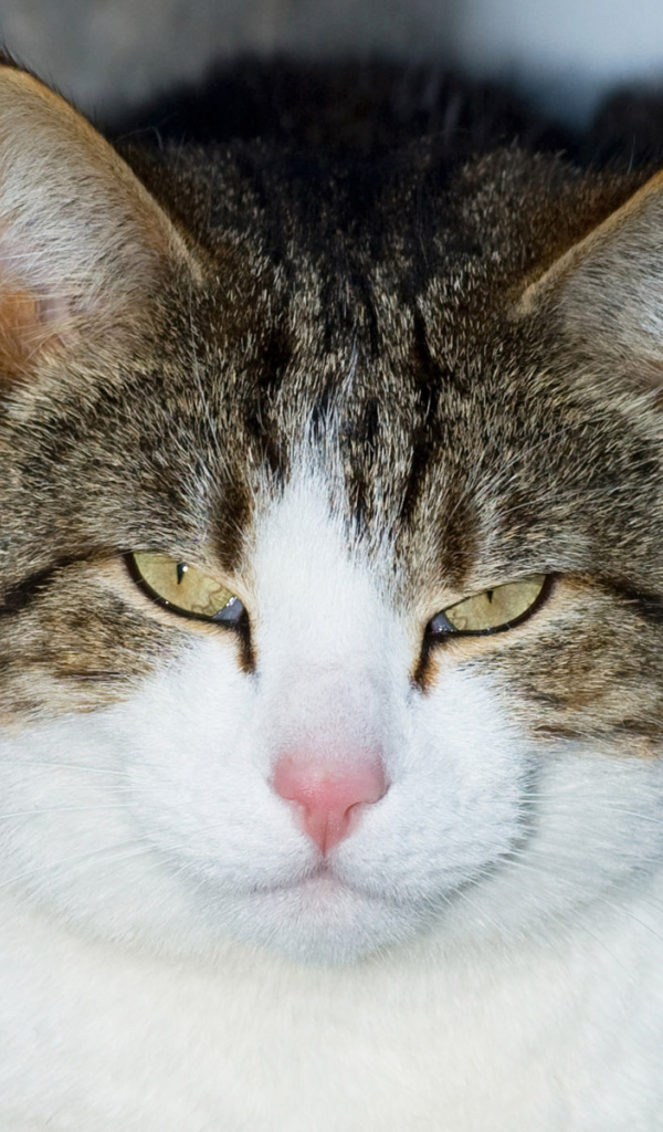 Кошачий гипноз