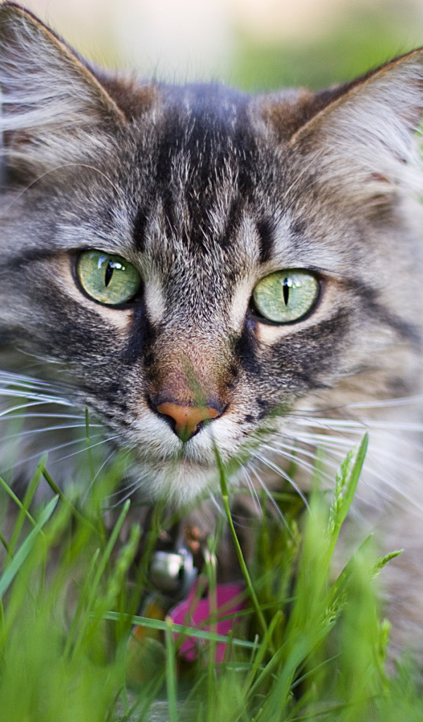 Кошачий тигр