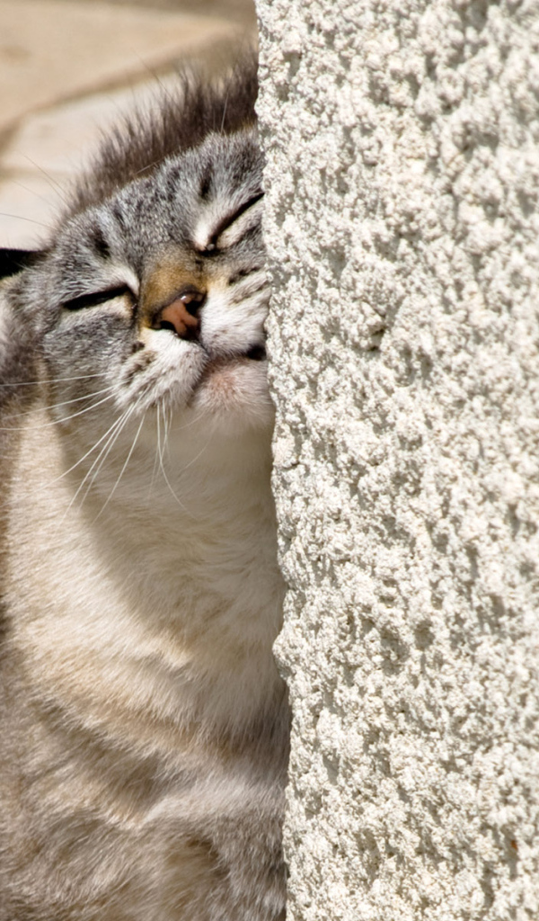 Нежный котик