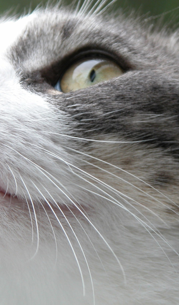 Злой Борис кот