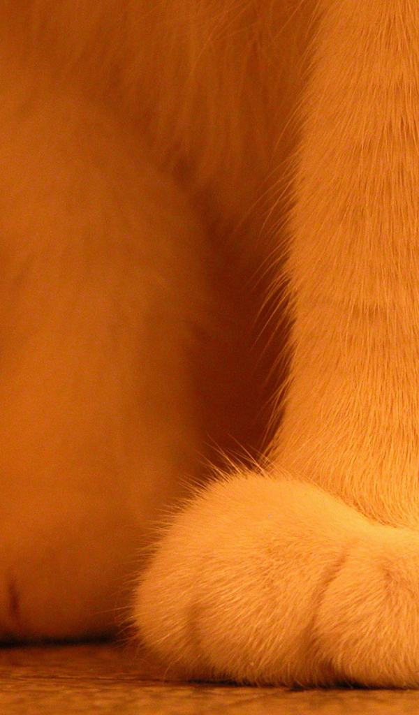 Пушистые лапки