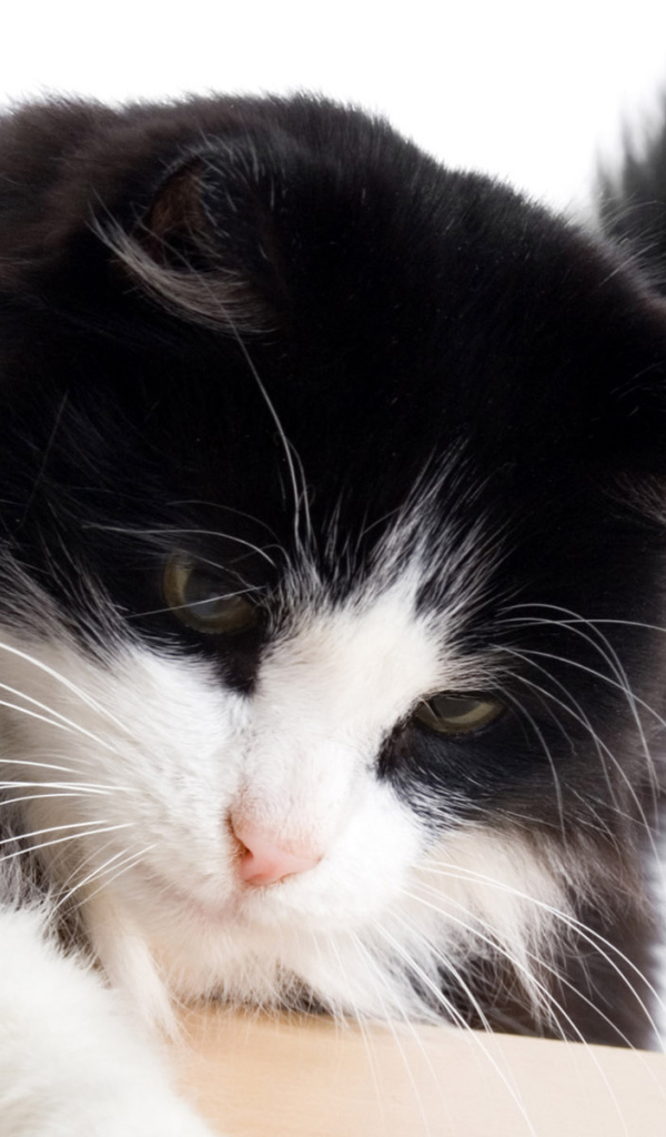 Пушистый кот