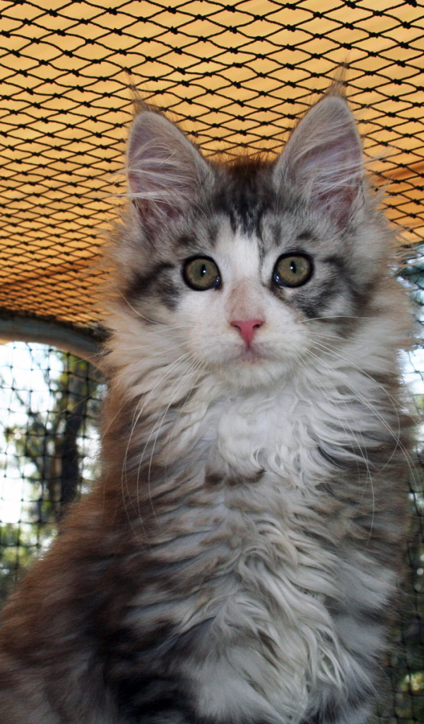 Удивленная морда