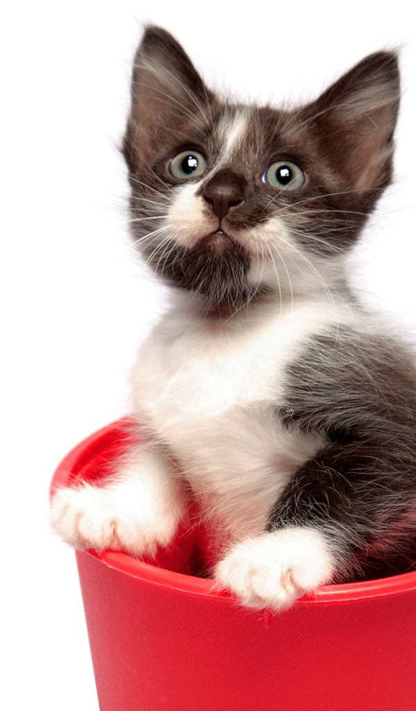 Котенок в горшке