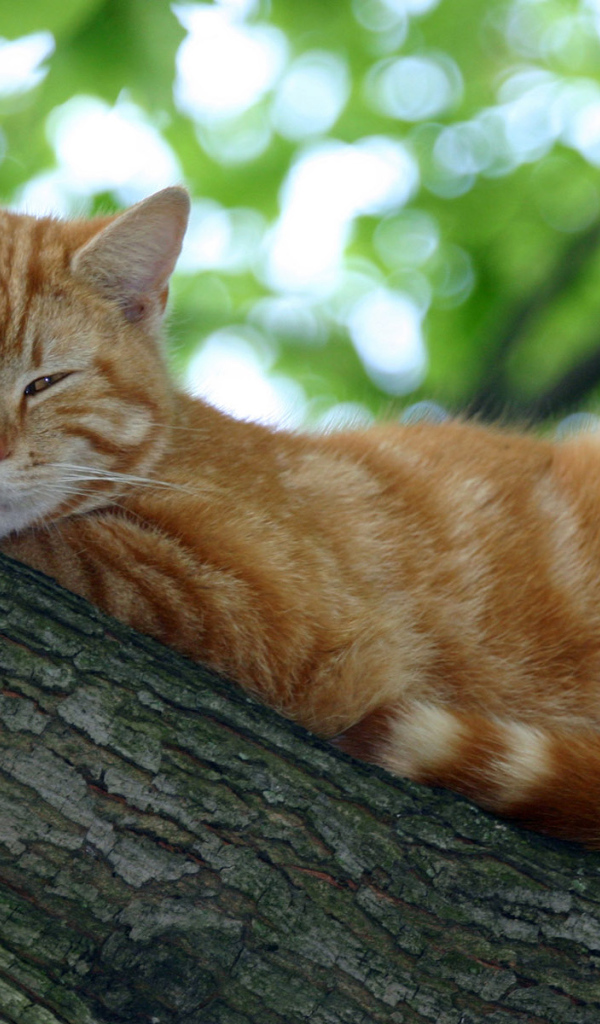 Мурка на дереве