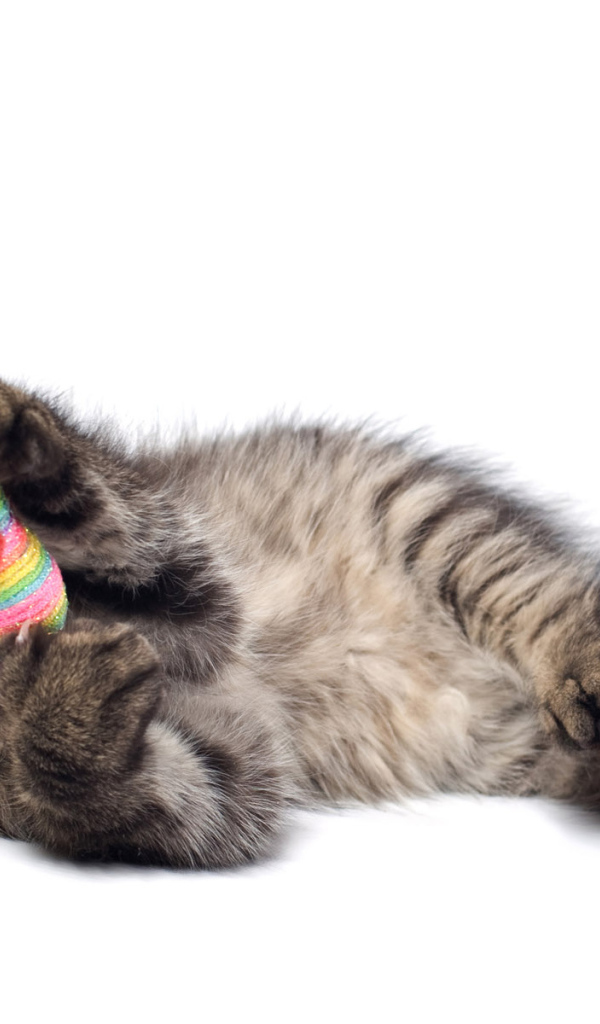 Игривый котенок