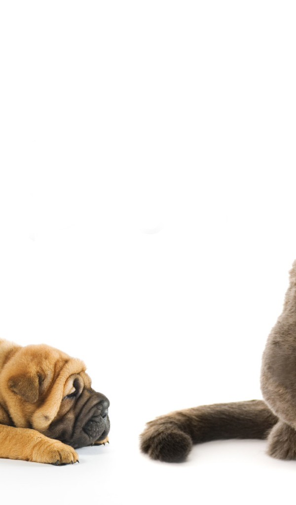 Щенок и серый кот