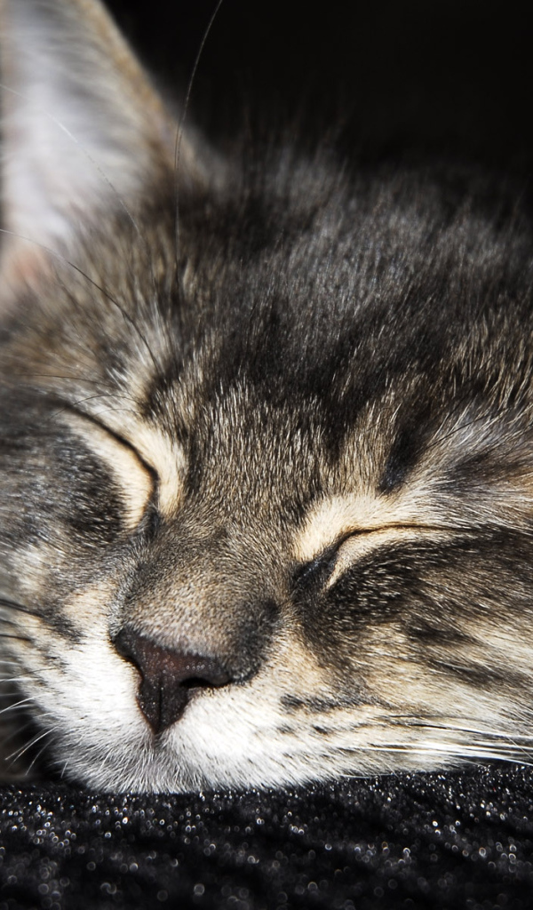 Спящий мохнатый друг