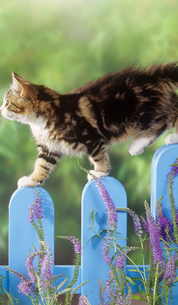 Котик на заборе