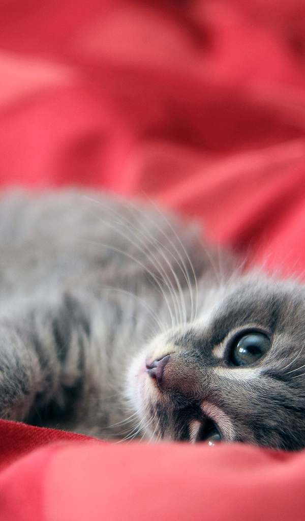 Бархатный котенок