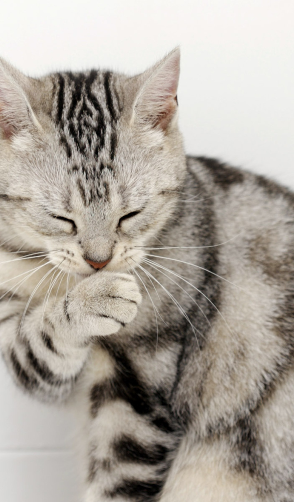 Кот сметанный рот