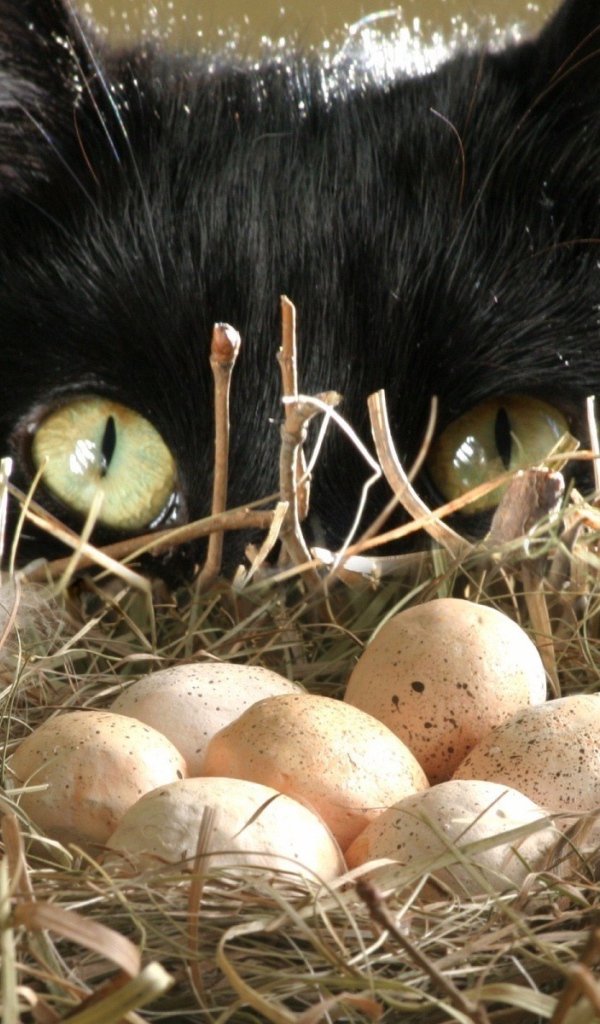 кот птицеед