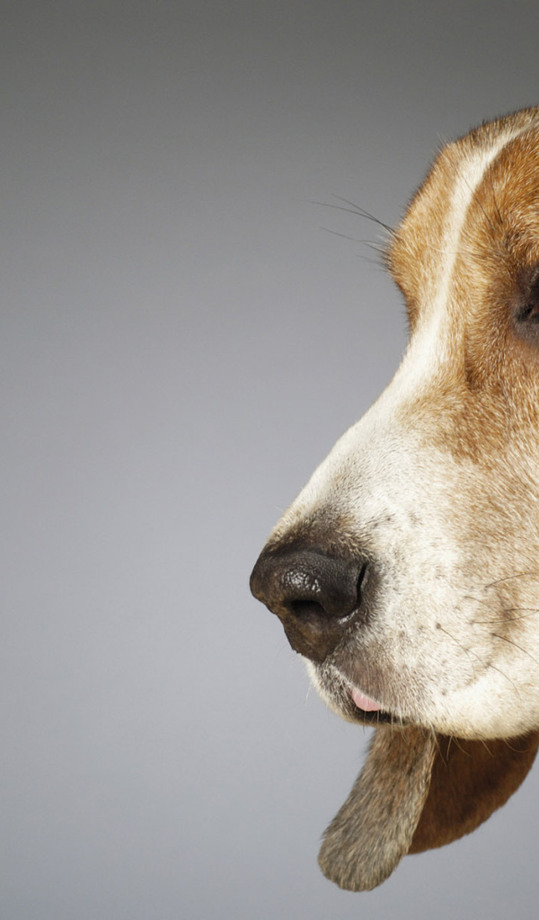 Собака с большими ушами