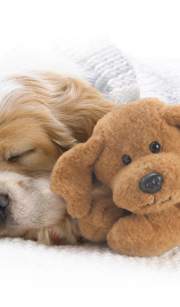 Красивый пес