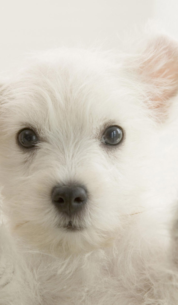 Любопытный пес