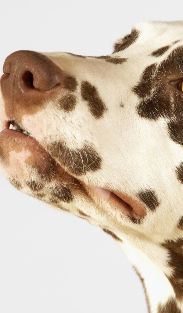 Далматинец