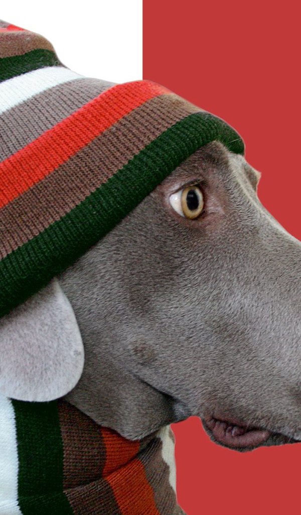 Пес стиляга