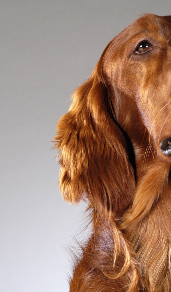 Четвероногий друг