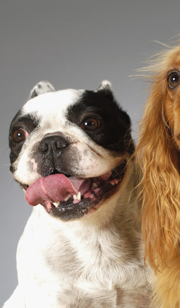 Смешные собаки