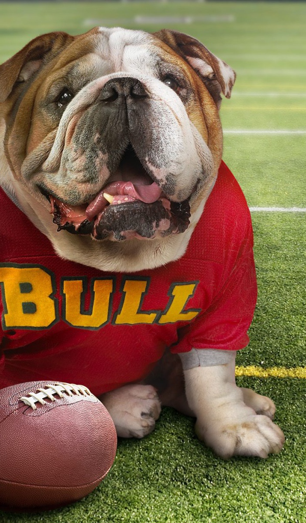 Смешной пес