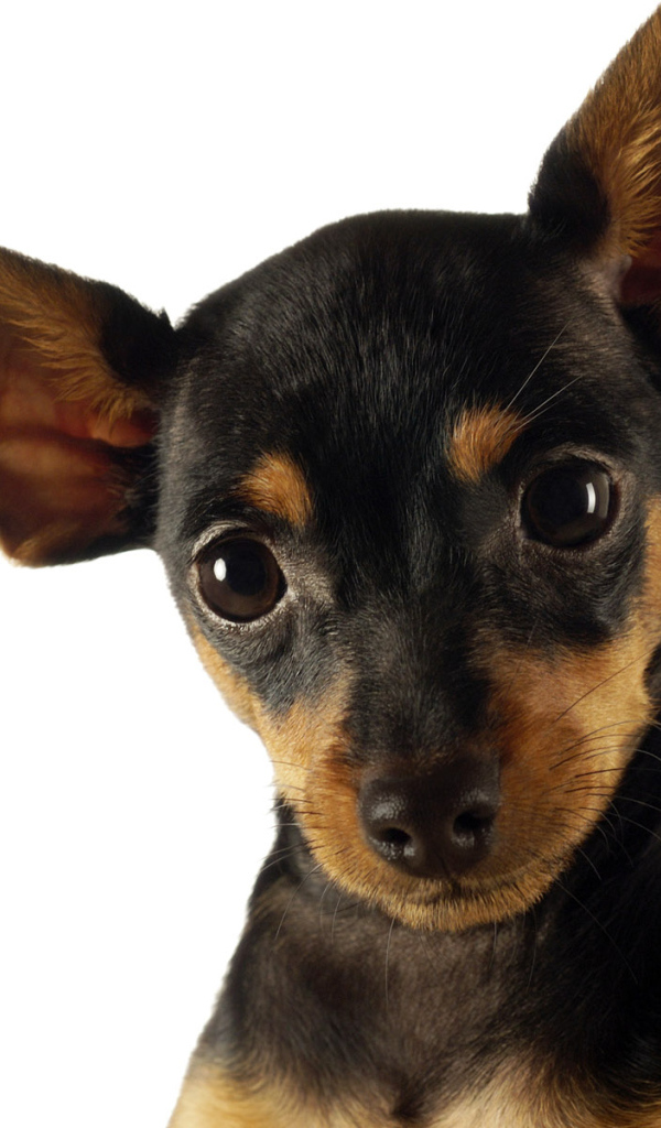 Смешная собачка