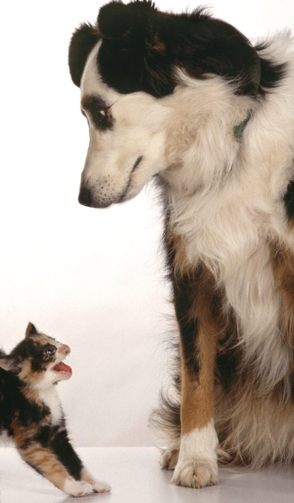 Превед блохастый