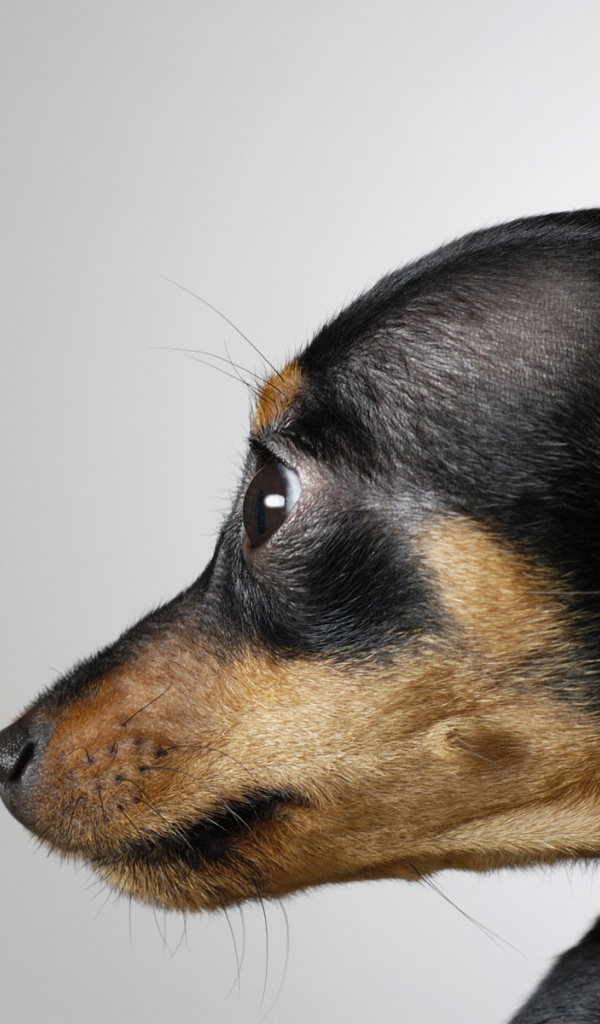 Маленькая собака