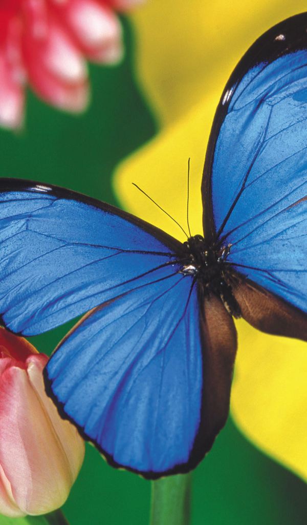 Красивая голубая бабочка