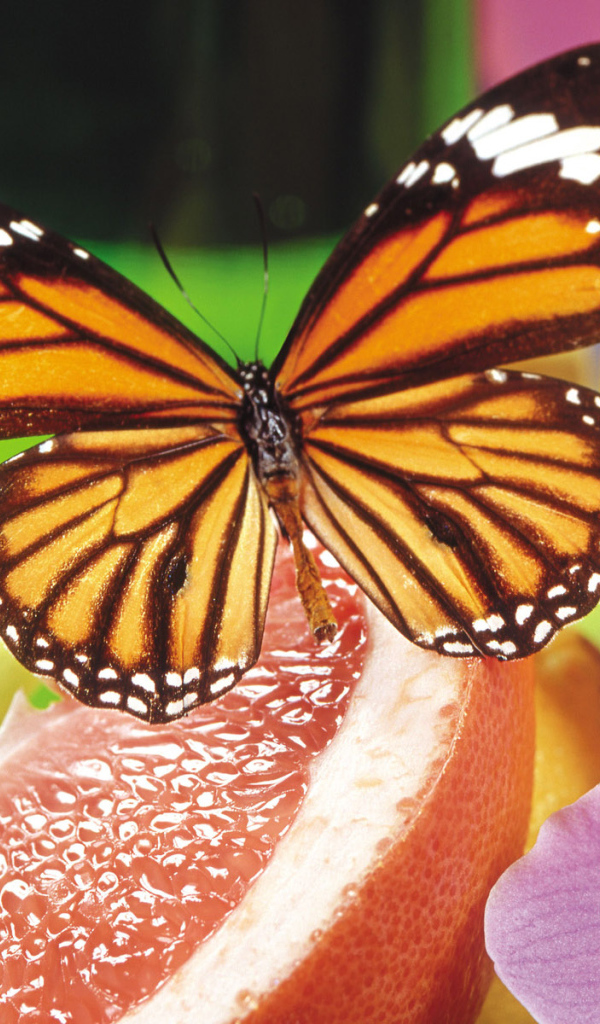 Маленькая бабочка на сладком фрукте