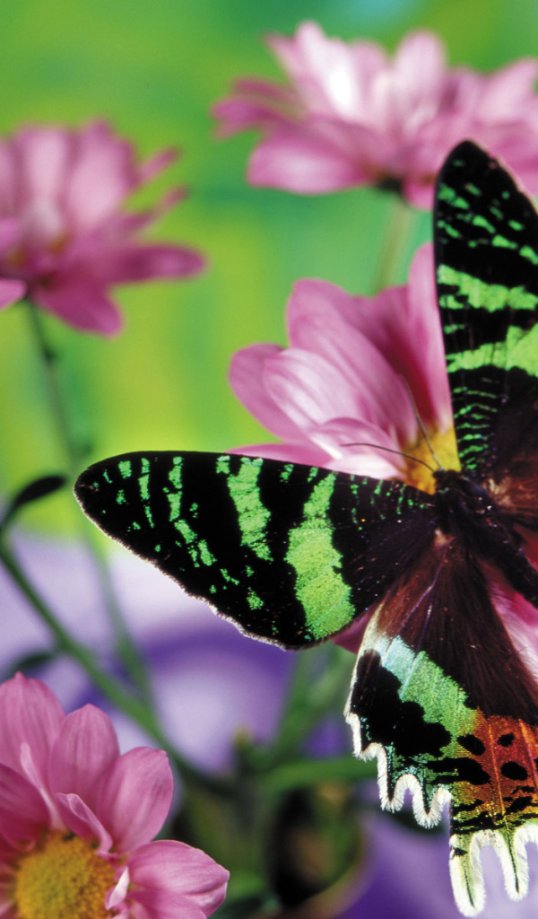 Прекрасная бабочка