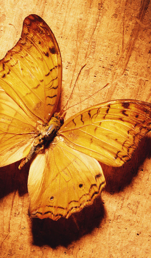 Великолепная бабочка