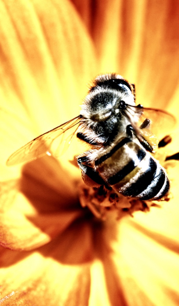 Пчела и цветок