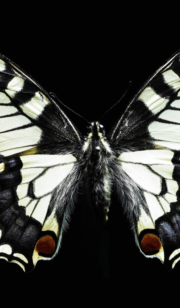 Черно-белая бабочка