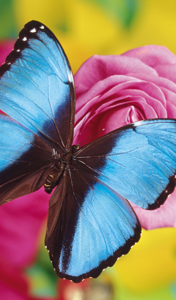 Синяя бабочка