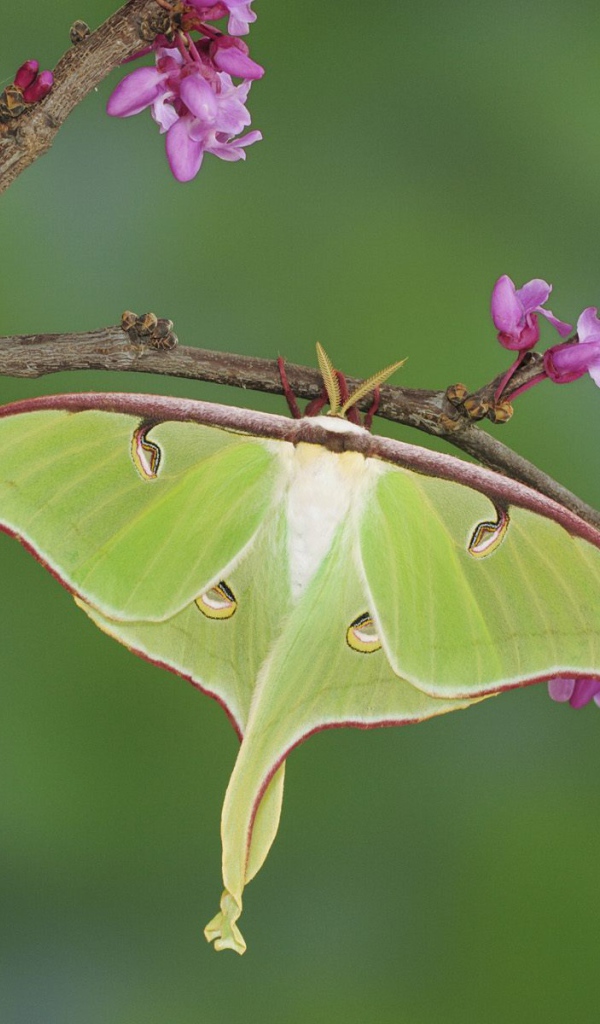 Бабочка хамелеон