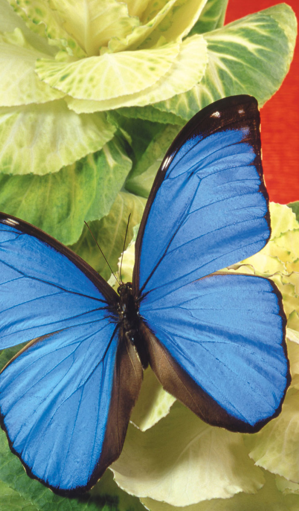 Бабочка на капусте