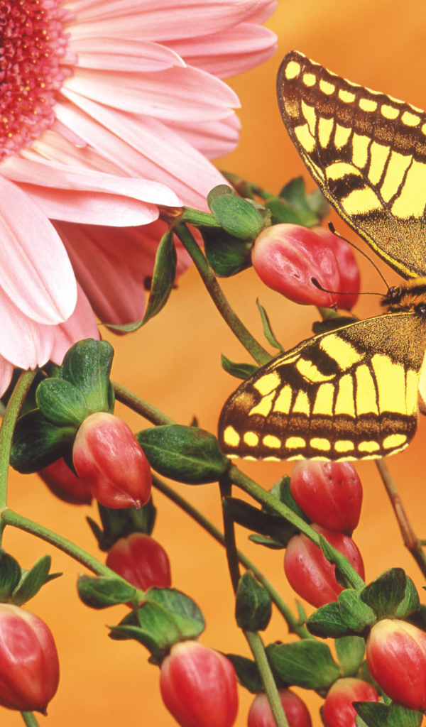 Бабочка на цветочных бутонах