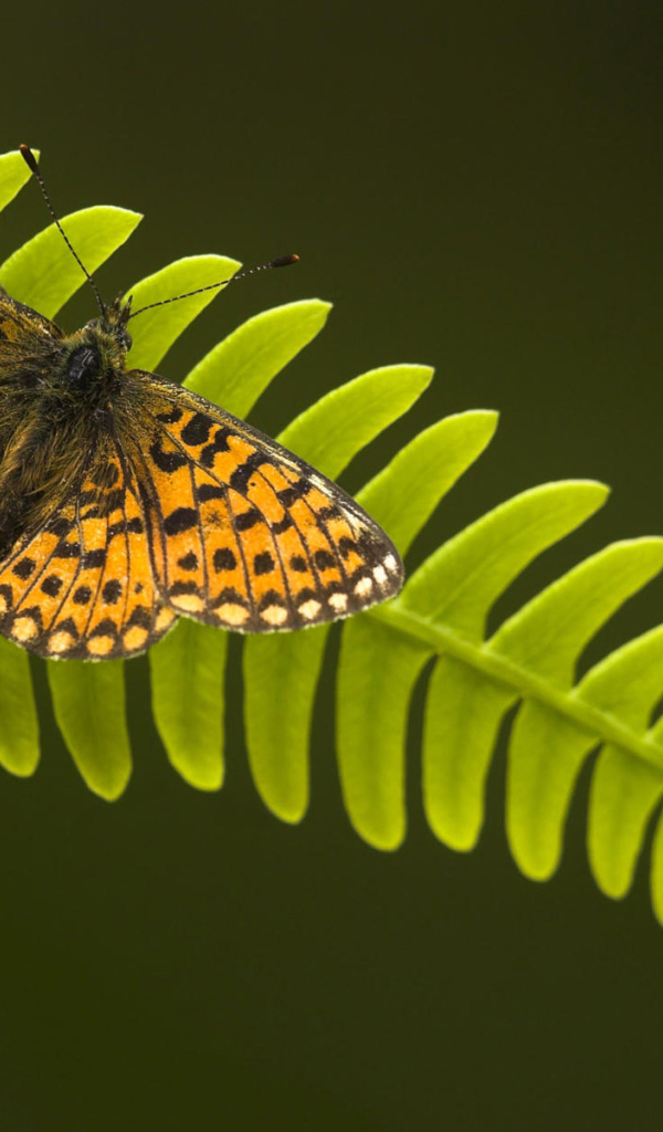 Бабочка на листке