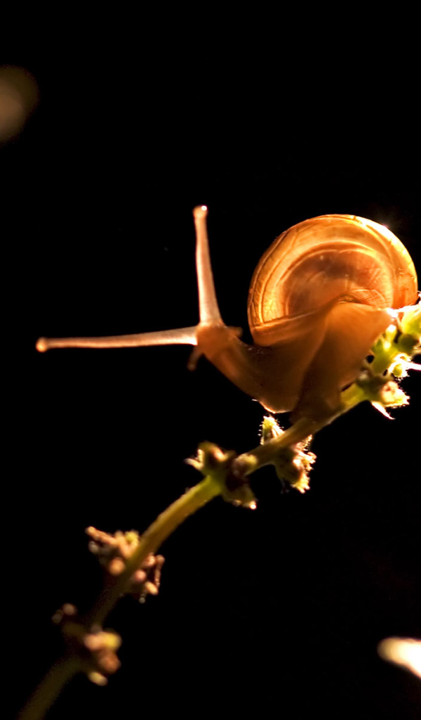 Прикольная улитка