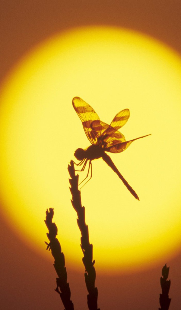 Стрекоза на фоне солнца