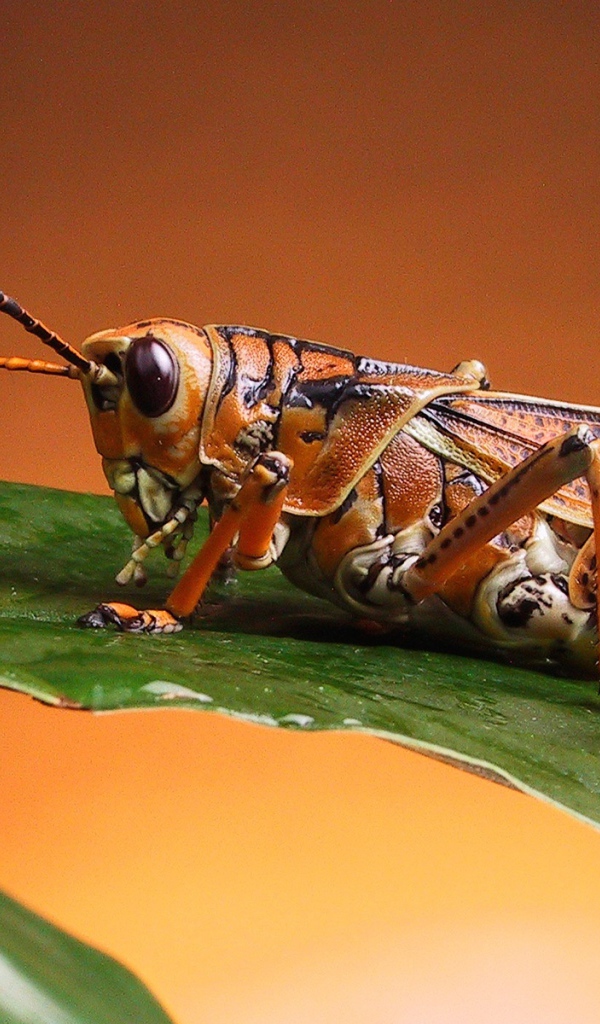 Красивый кузнечик