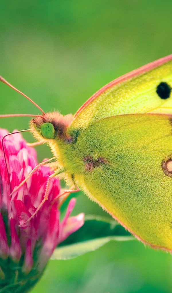 Невероятная бабочка