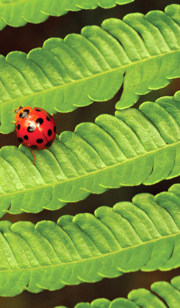 Божья коровка