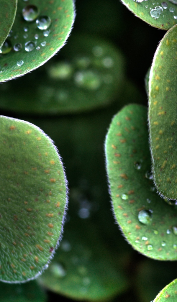 Божья коровка